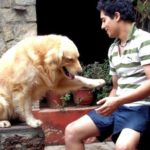 Manraj Singh loves dogs