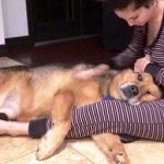 Sunny Leone with rescue dogs Lilu and Chopper