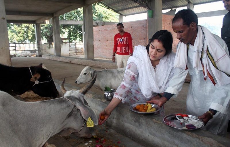 Aparna at a cow shelter