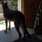 Rubika Liyaquat Pet