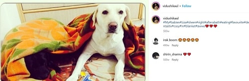 Vidushi Kaul's Instagram post about her dogs