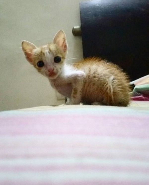 Shivankit Singh Parihar's pet cat