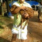 Anoop Chandran loves animals