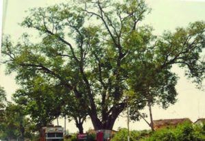 A tree in Jabalpur where Thug Behram and his gang were executed by hanging