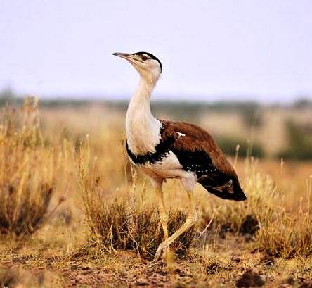 Ali wanted Great Indian Bustard as the national bird
