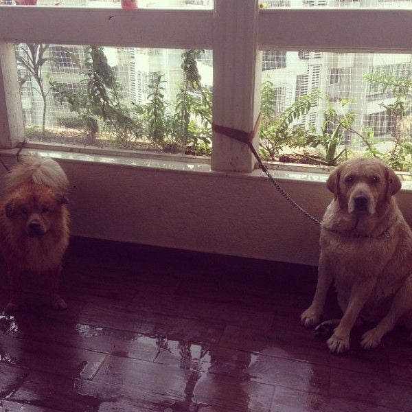 Veer Pahariya's dogs