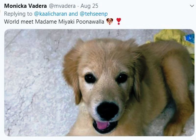 Monicka Vadera's Dog