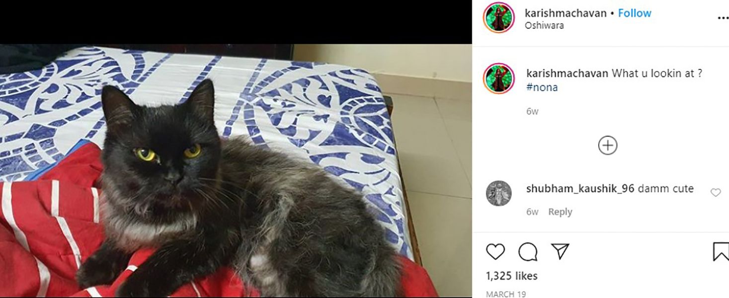 Instagram Post of Karishma Chavan Talking About her Cat