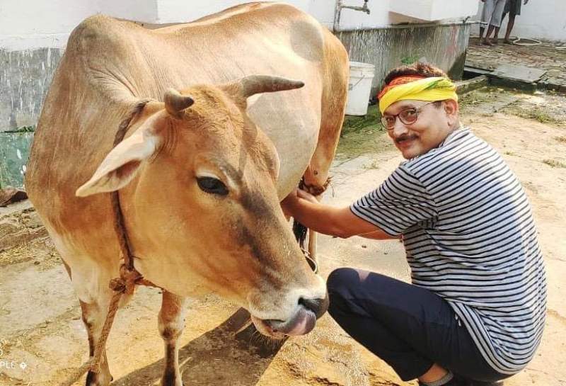 Gupteshwar Pandey milking a cow