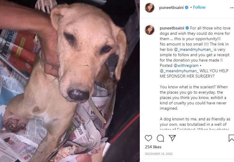 Puneet B Saini posting a picture of a rescue dog on her Instagram account