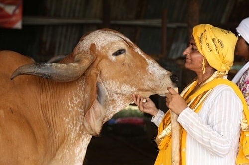 Bharti Shri Ji with a cow