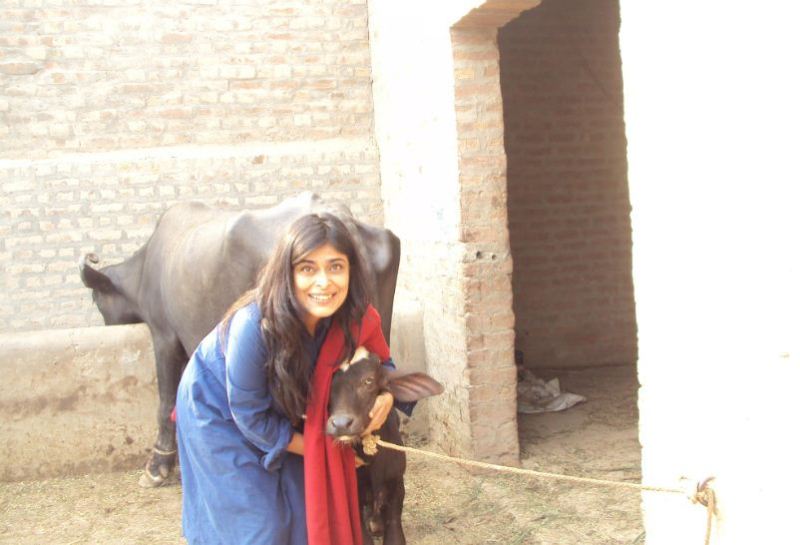 Nimra Bucha with a calf