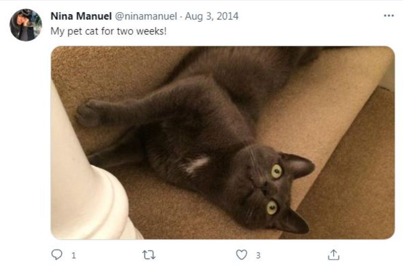 Nina Manuel`s Twitter post about her pet cat