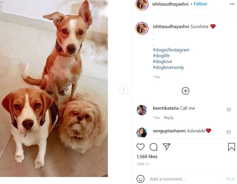 An image of three female dogs being Instagrammed by Ishita Yashvi