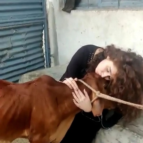 Himanee Bhatia with a cow