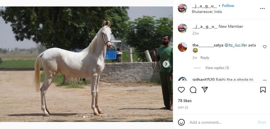 An Instagram post shared by Archana Nag's husband in which he is showcasing his newly bought horse