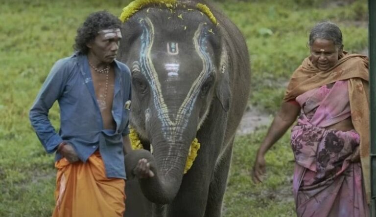 Bellie The Elephant Whisperers Age Husband Family Biography More bellie-the-elephant-whisperers-age-husband-family-biography-more