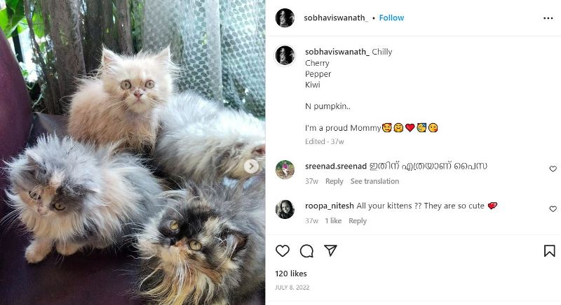 Sobha Viswanath's Instagram post about her pet cats