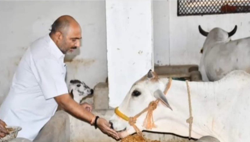 Vikas Singh feeding a cow at a Gowshala