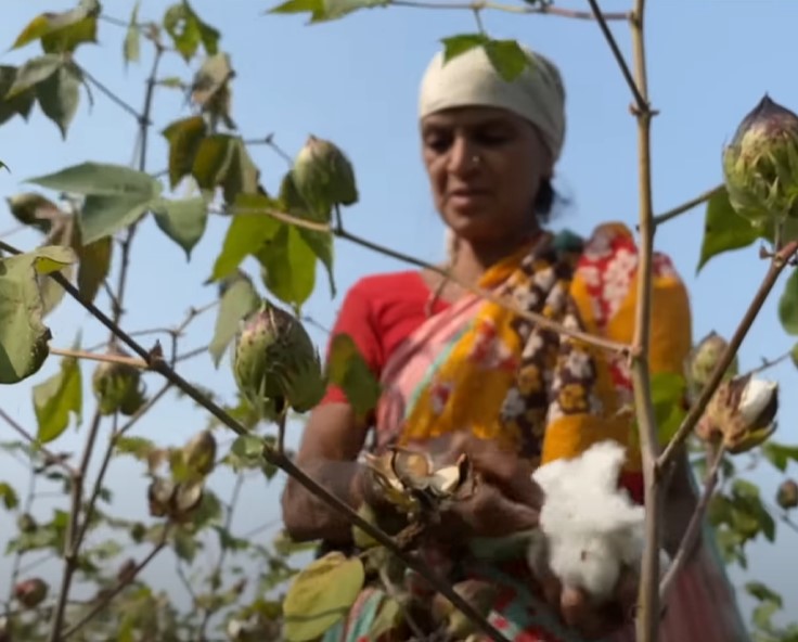 Kalavati Bandurkar working in her field