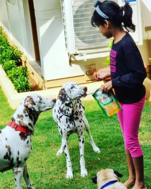 Philips' Dalmatians and Pug with his daughter