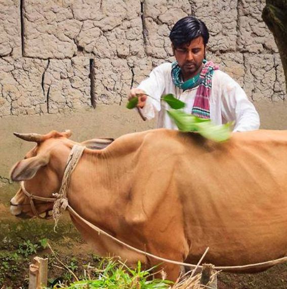 Afran Nisho with a cow
