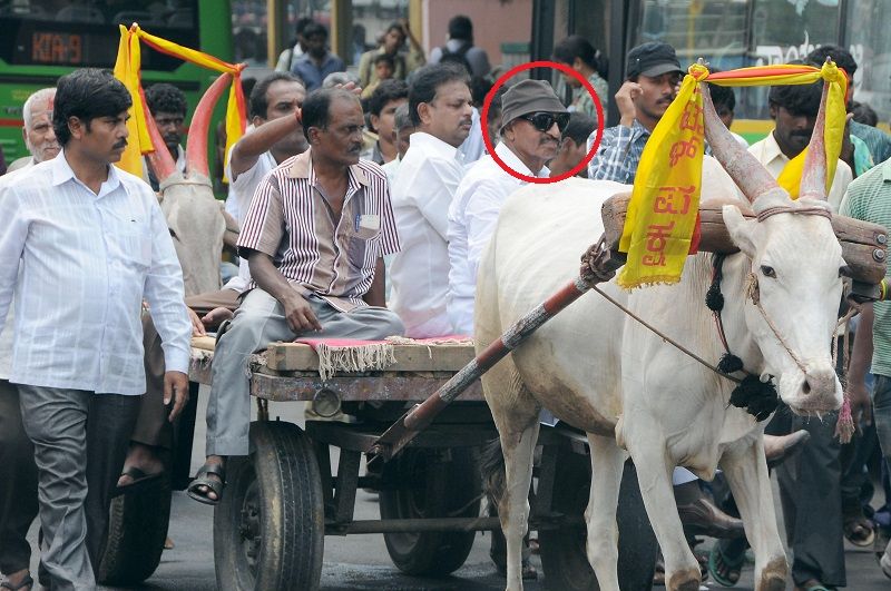 Vatal Nagaraj on a bullock cart