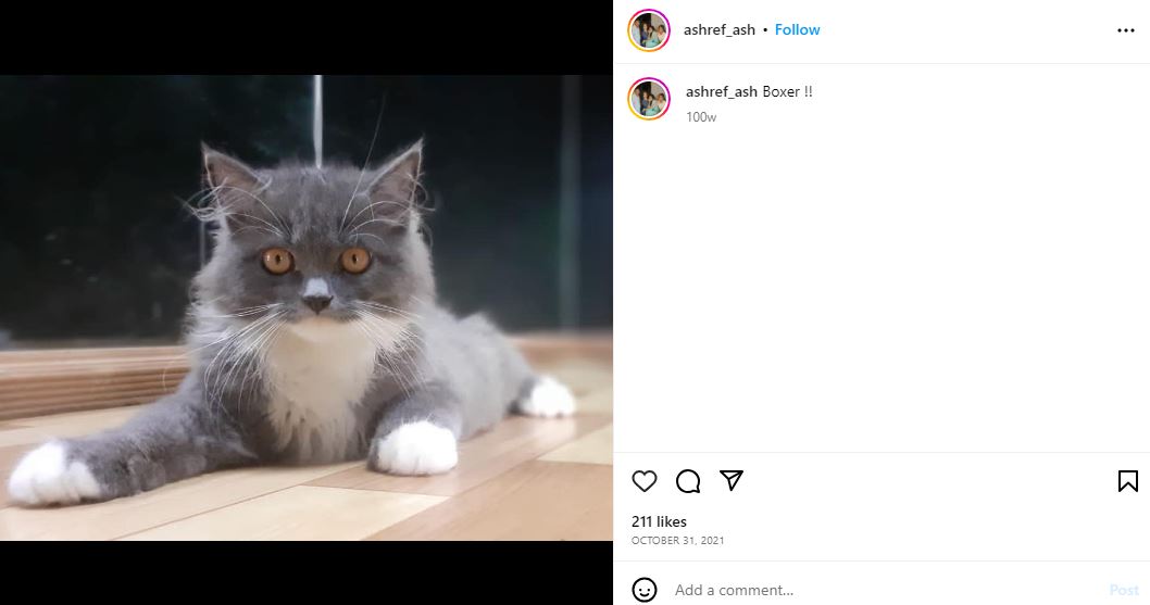 Ashref Ash's Instagram post about his pet cat Boxer