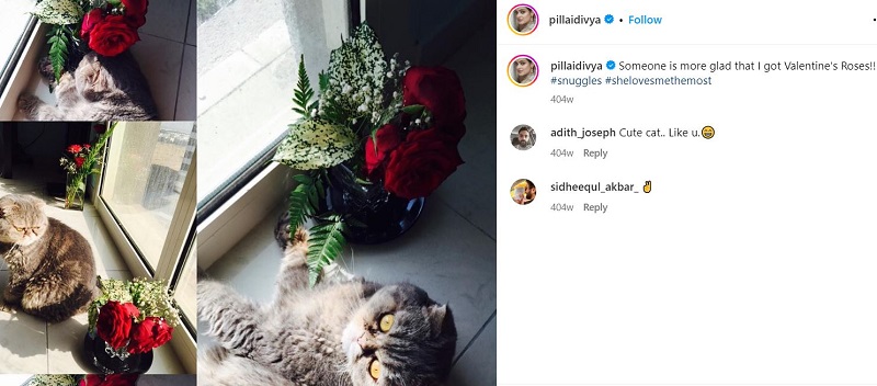 Divya Pillai's Instagram post for her pet cat