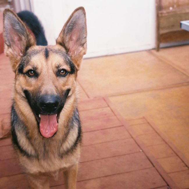 A picture of Daniel Zovatto's German Shepherd