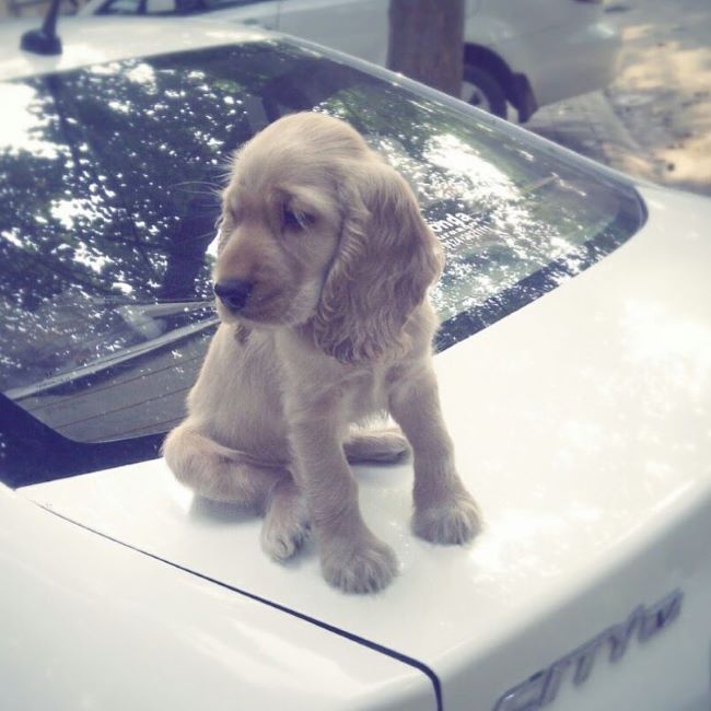 Karuna Gidwani's Golden Retriever Toto