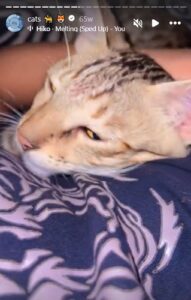 Shanu Dhekawa Height, Age, Family, Biography » StarsUnfolded